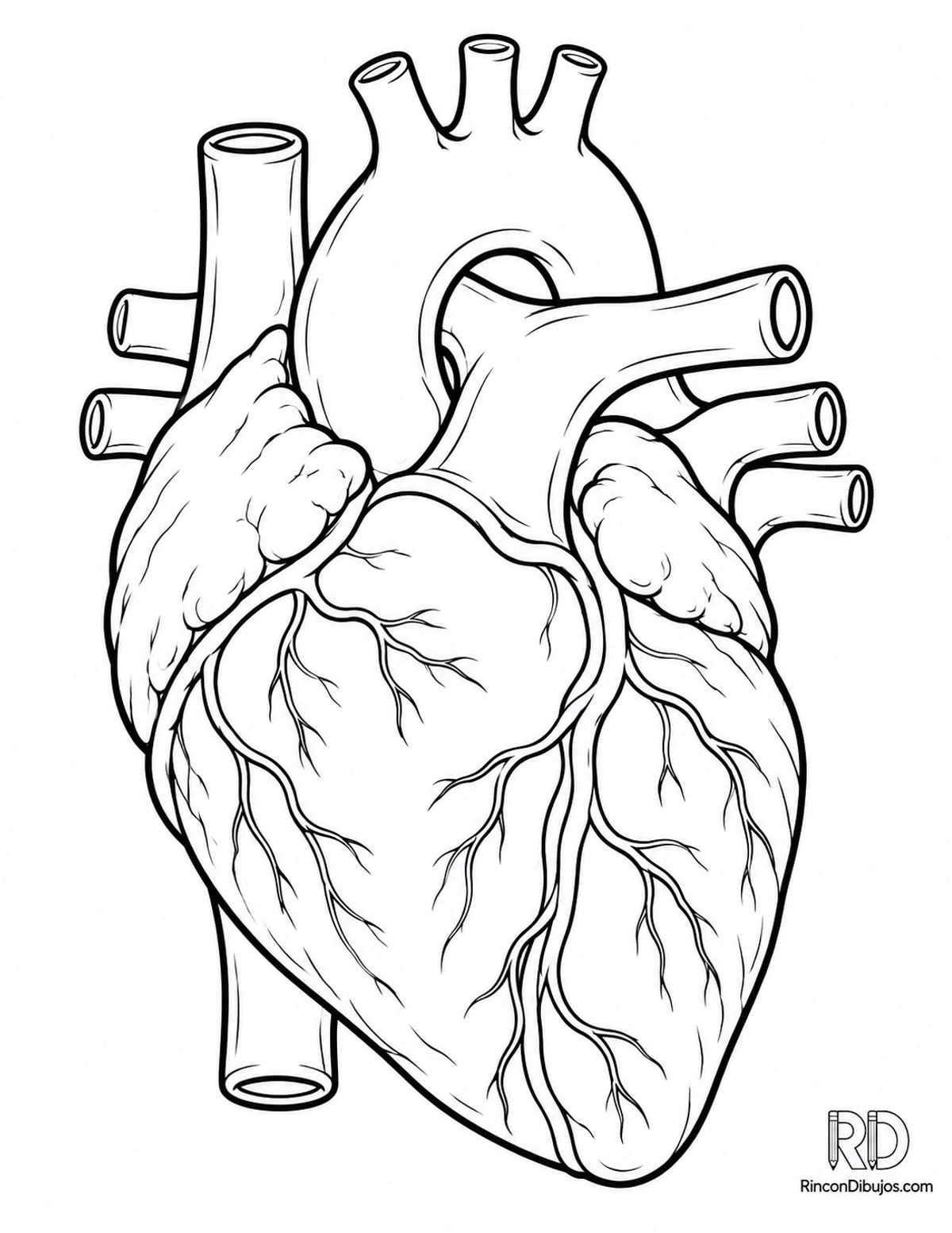 Dibujo de corazón con aorta para colorear Dibujo de corazón con aorta para colorear