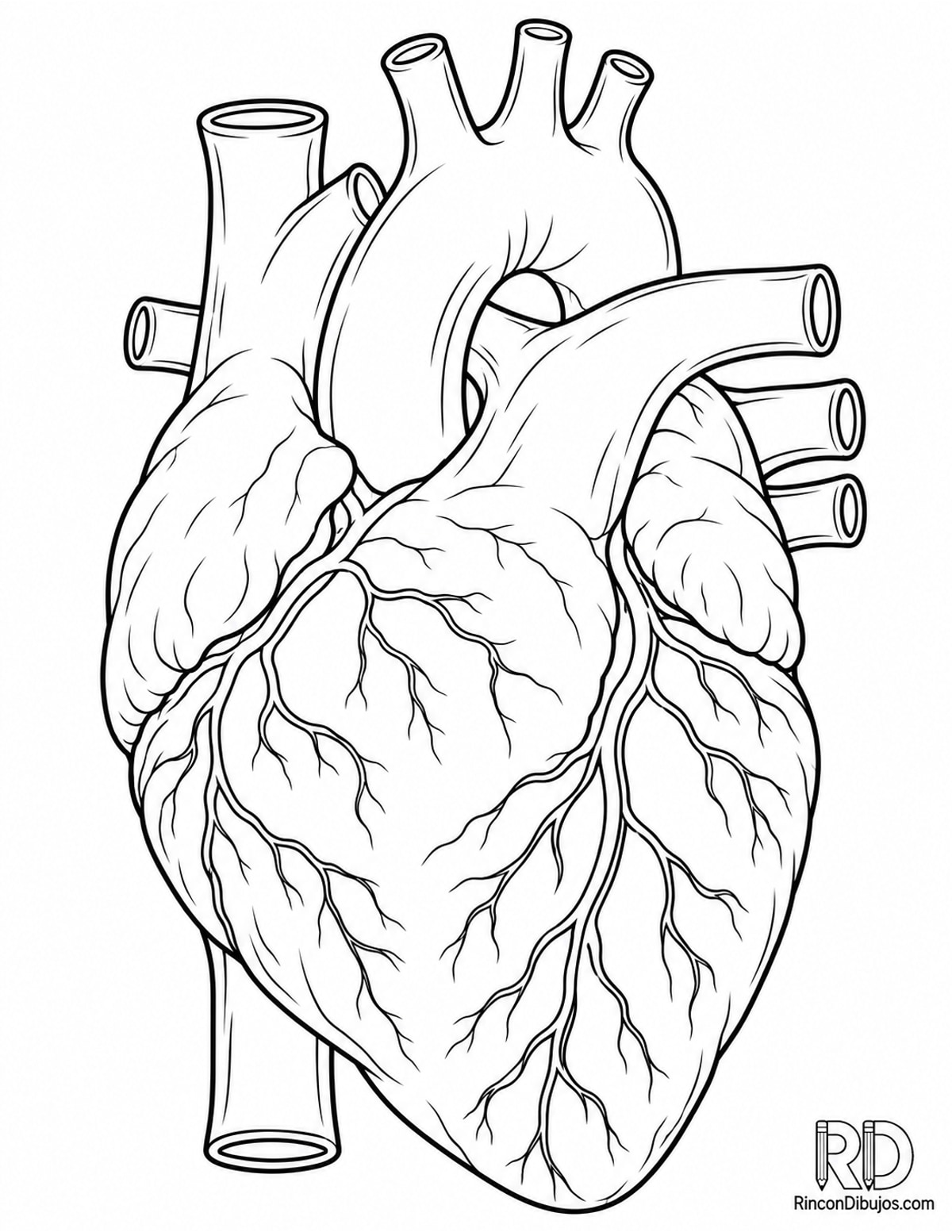 Dibujo de corazón con arterias para colorear Dibujo de corazón con arterias para colorear