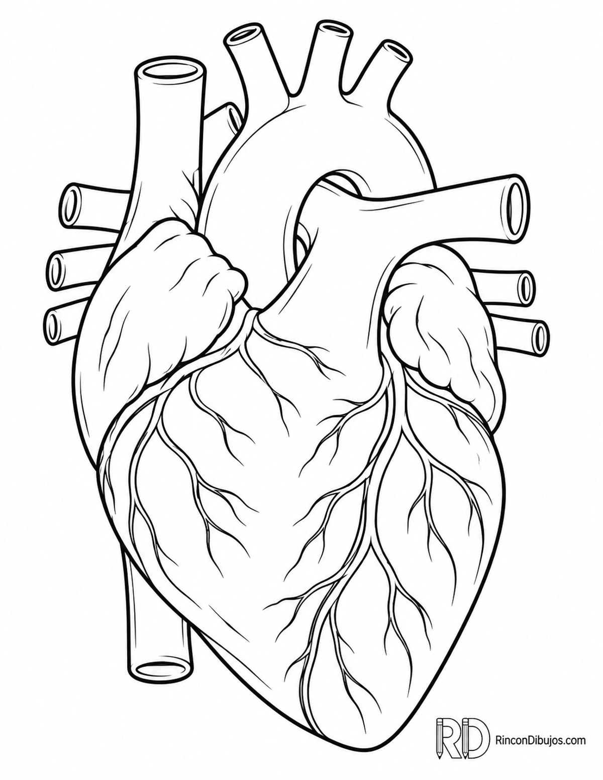 Dibujo de corazón con aurículas para colorear Dibujo de corazón con aurículas para colorear
