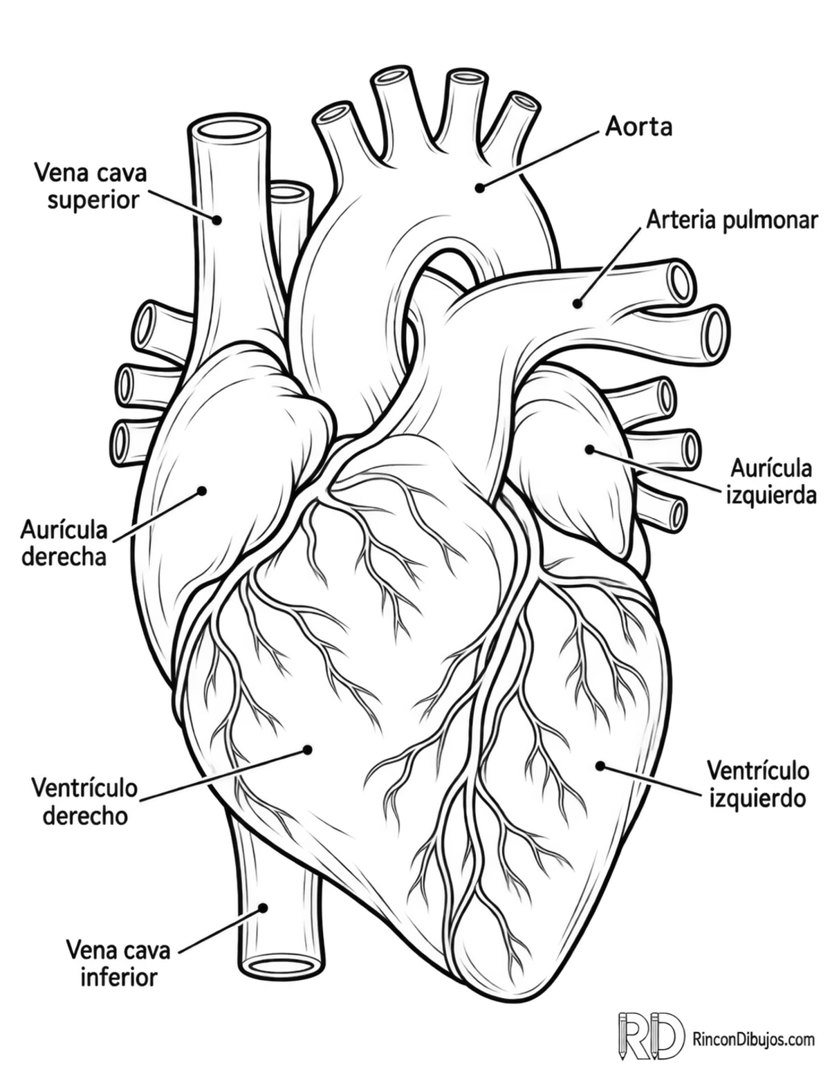 Dibujo de corazón con etiquetas para colorear Dibujo de corazón con etiquetas para colorear