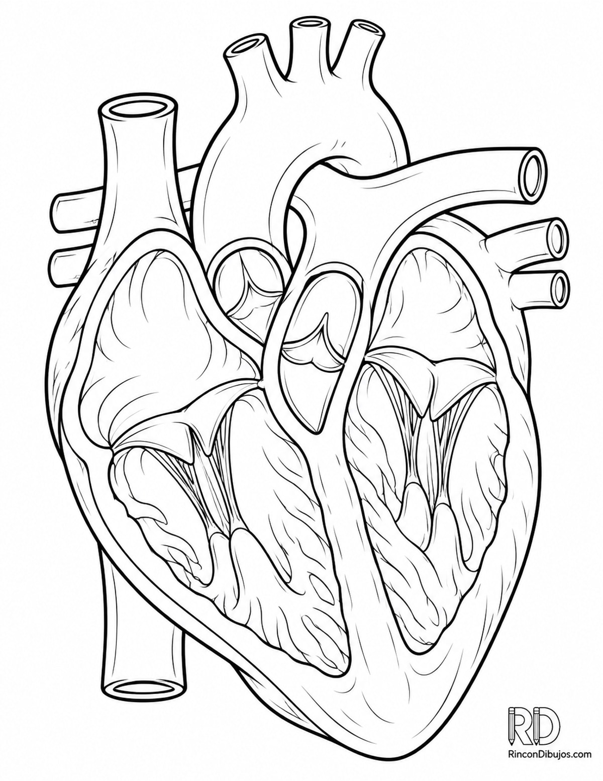 Dibujo de corazón con válvulas para colorear Dibujo de corazón con válvulas para colorear