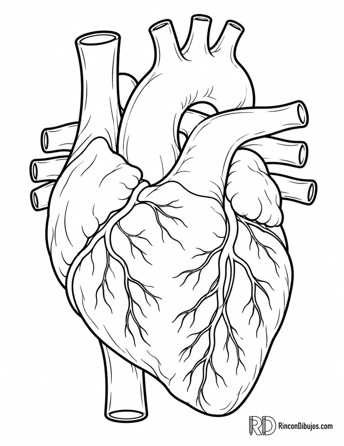 Dibujo de corazón con venas para colorear Dibujo de corazón con venas para colorear
