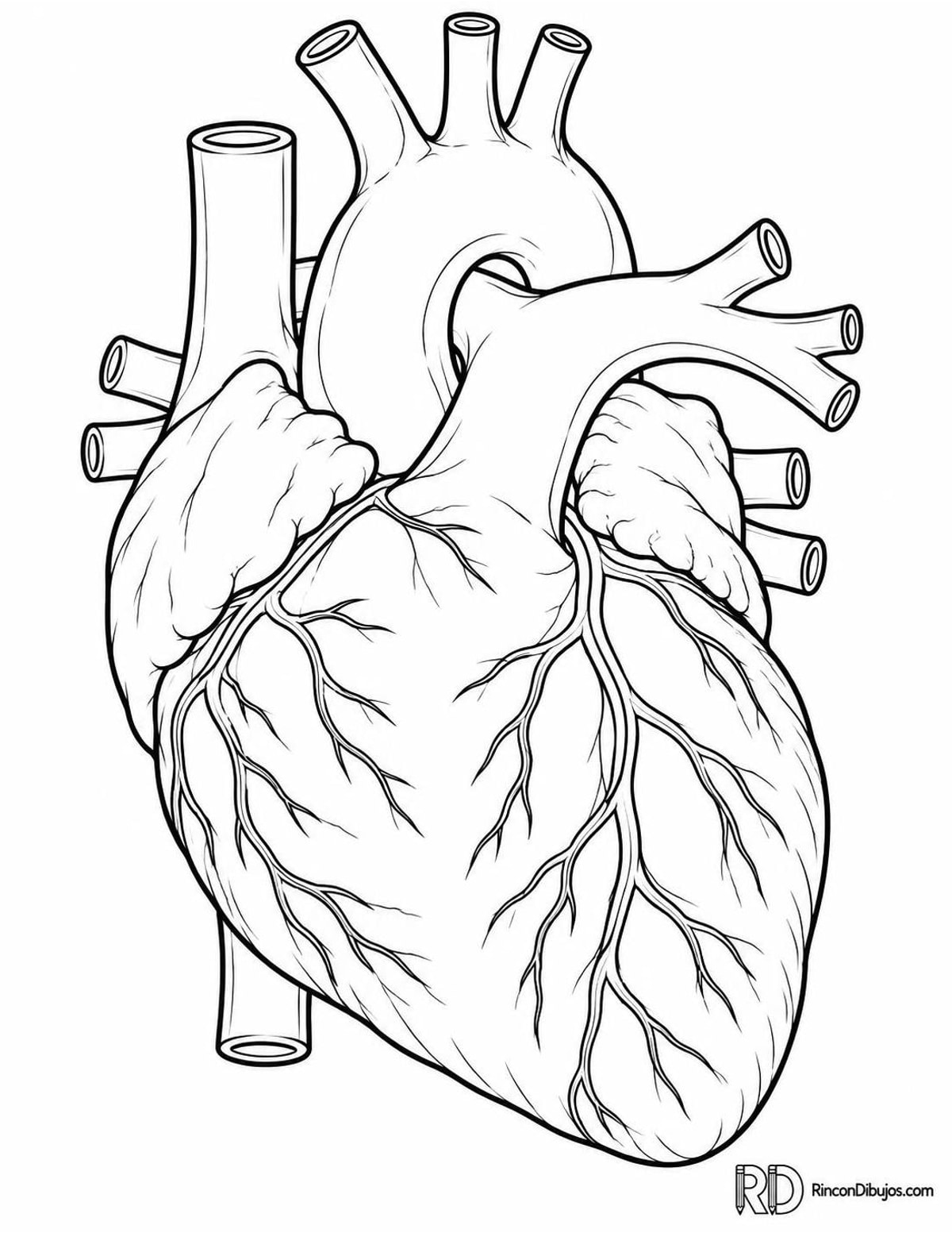 Dibujo de corazón humano para colorear