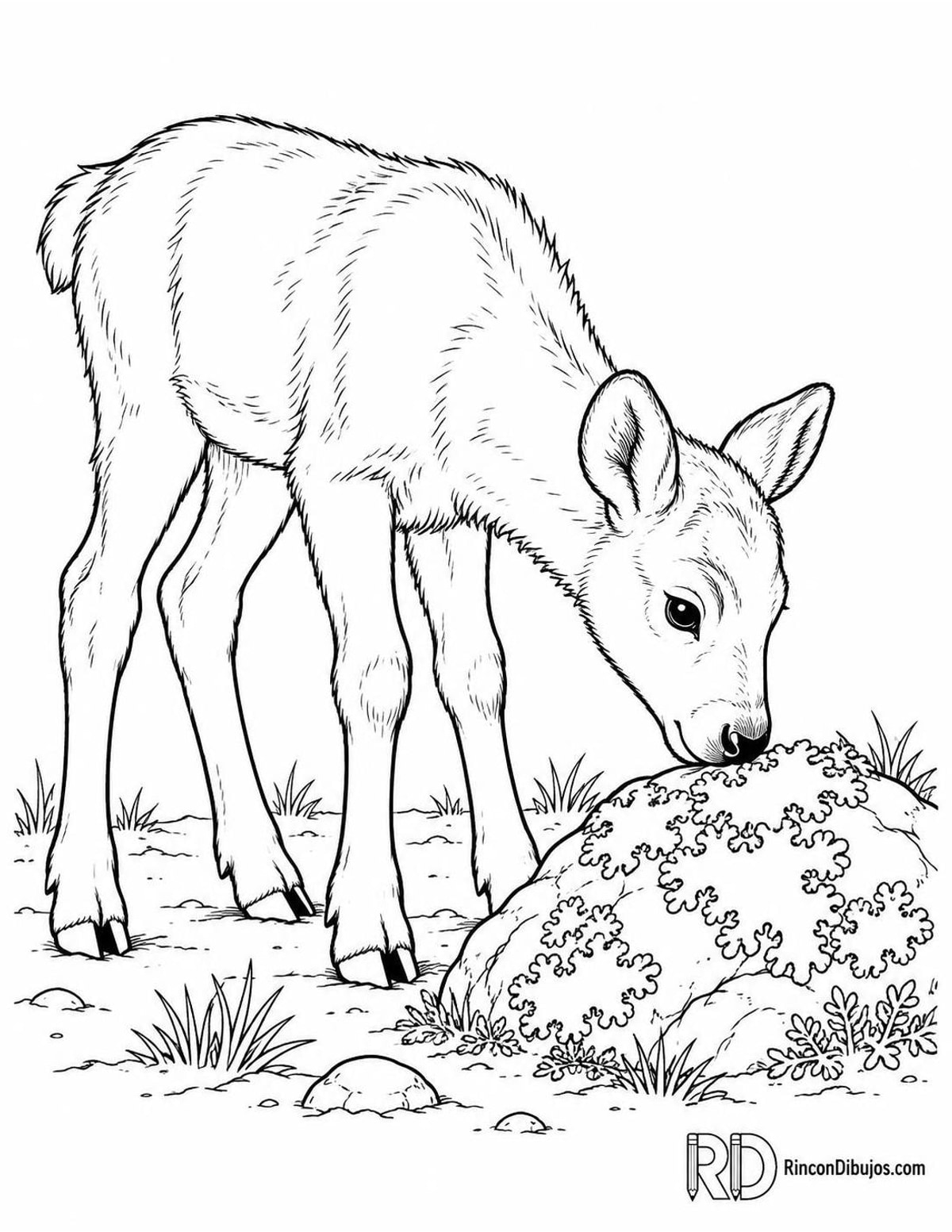 Dibujo de cría de reno para colorear Dibujo de cría de reno para colorear
