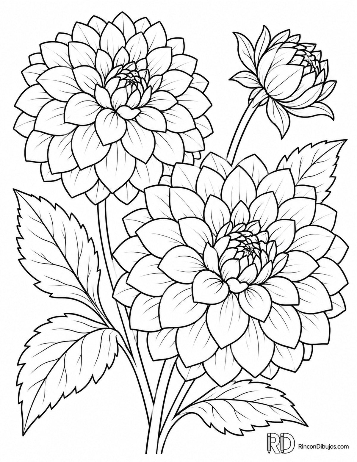 Dibujo de dalias redondas para colorear Dibujo de dalias redondas para colorear