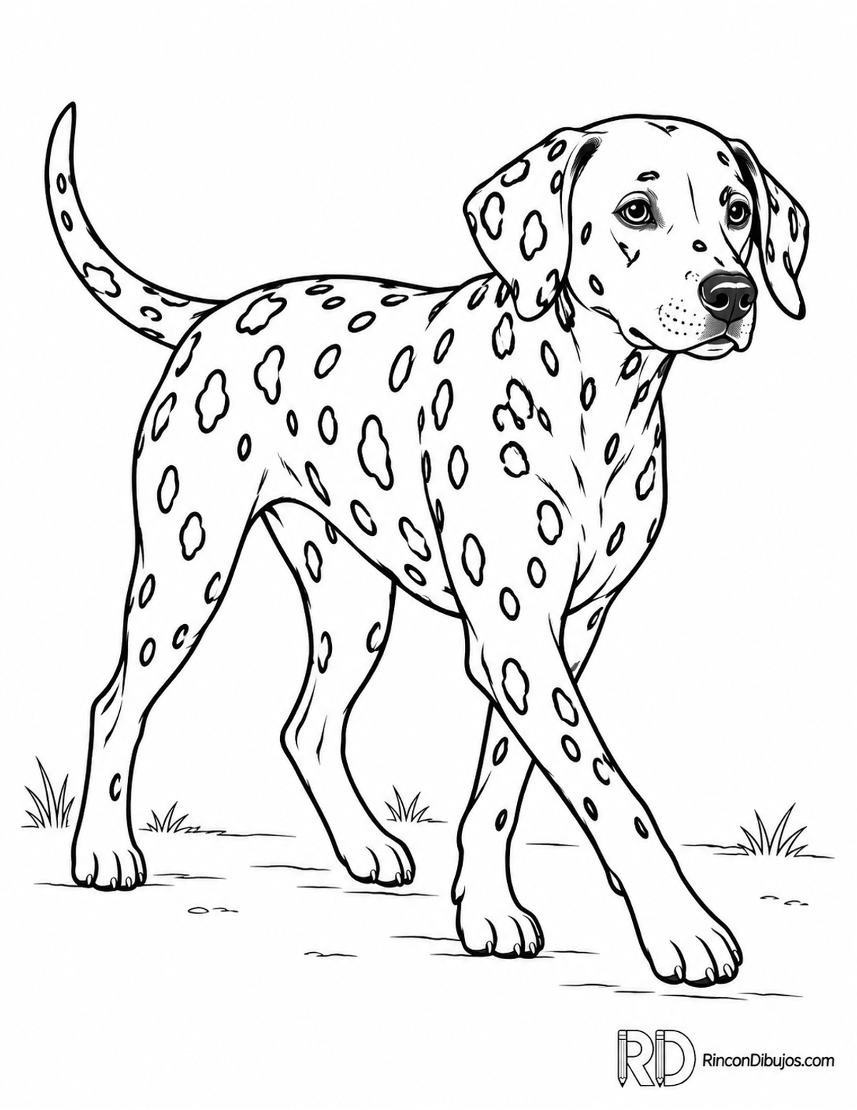 Dibujo de dálmata caminando para colorear Dibujo de dálmata caminando para colorear