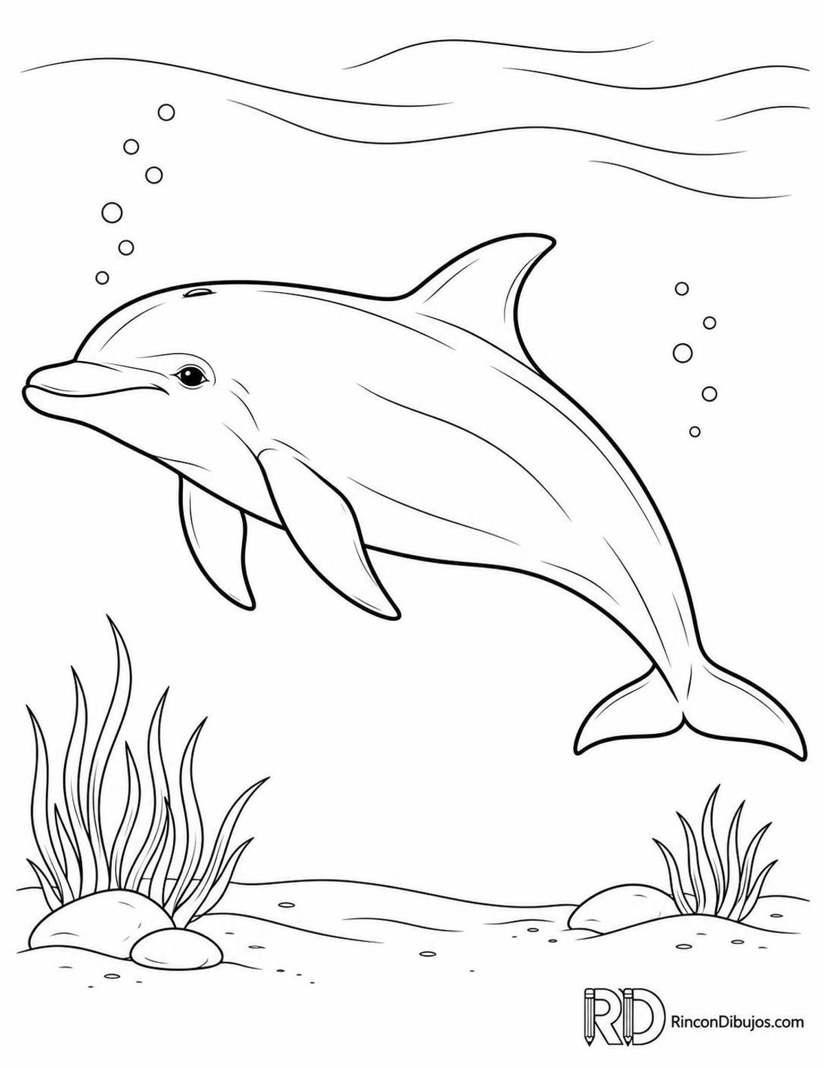 Dibujo de delfín mular para colorear Dibujo de delfín mular para colorear
