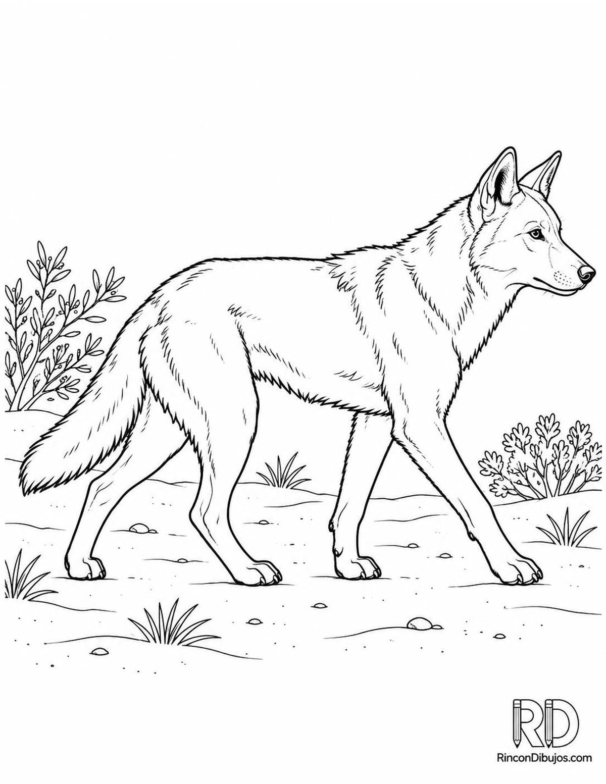 Dibujo de dingo caminando para colorear Dibujo de dingo caminando para colorear