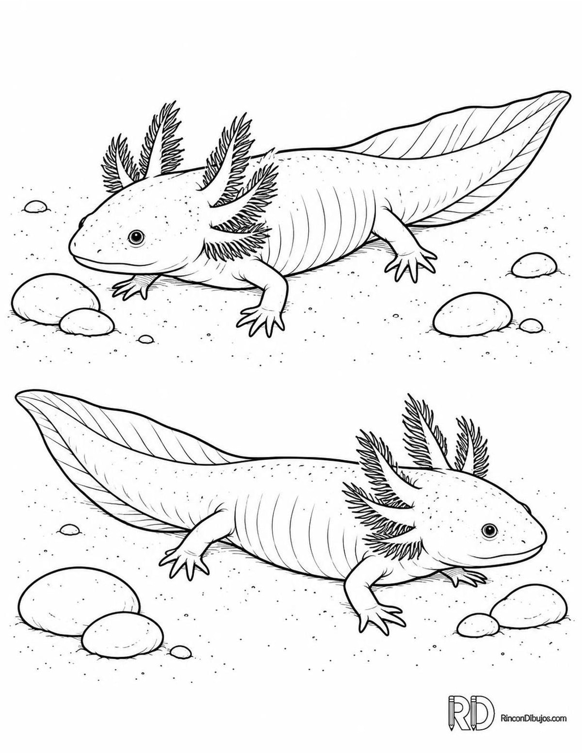 Dibujo de dos ajolotes para colorear Dibujo de dos ajolotes para colorear