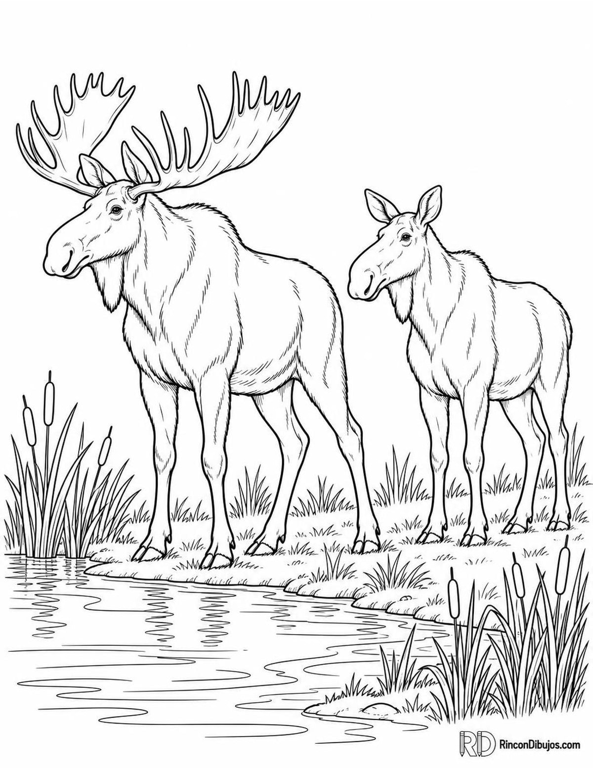 Dibujo de dos alces para colorear Dibujo de dos alces para colorear
