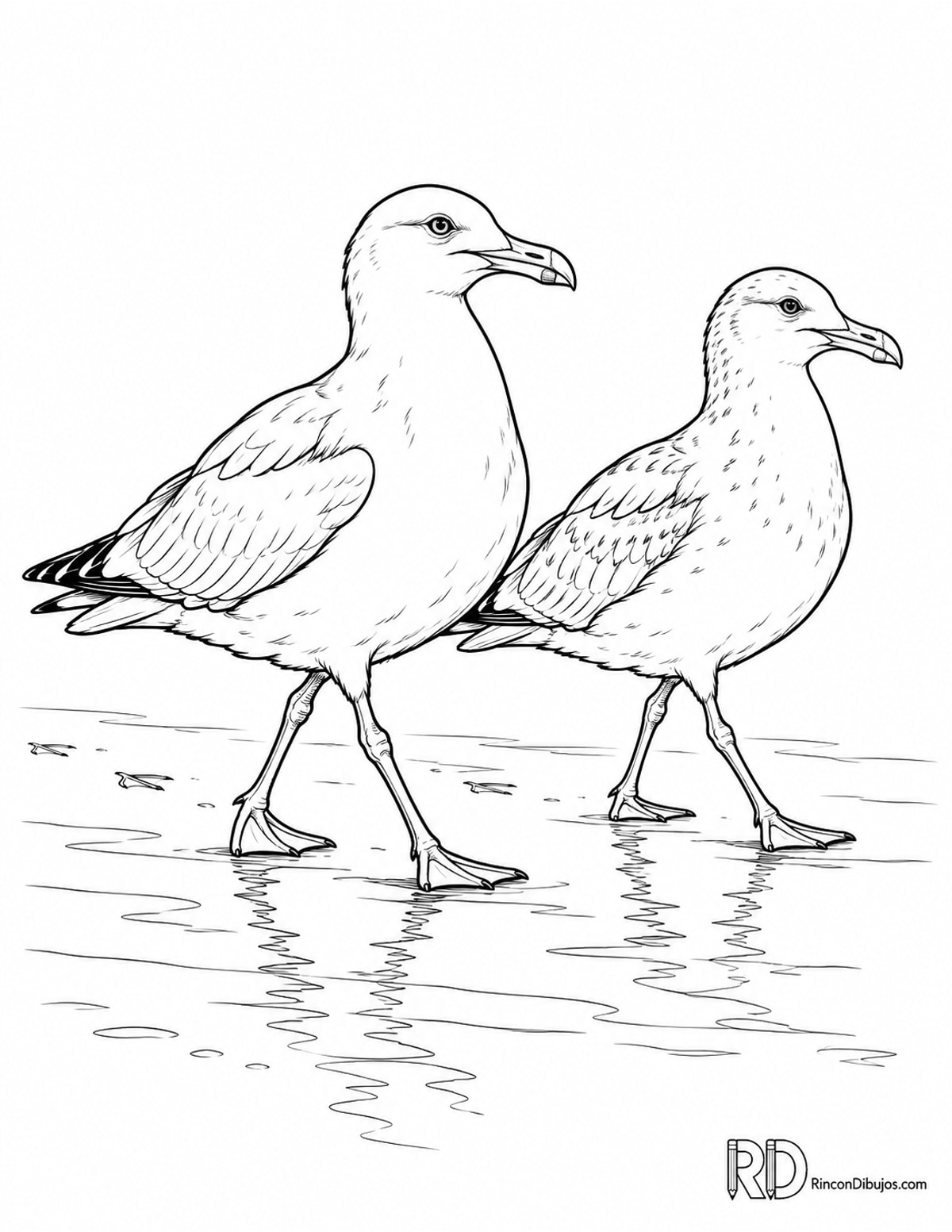 Dibujo de dos gaviotas para colorear Dibujo de dos gaviotas para colorear