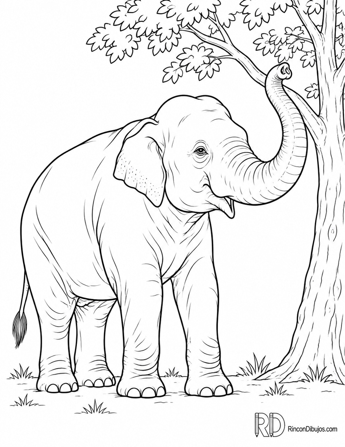 Dibujo de elefante asiático para colorear Dibujo de elefante asiático para colorear