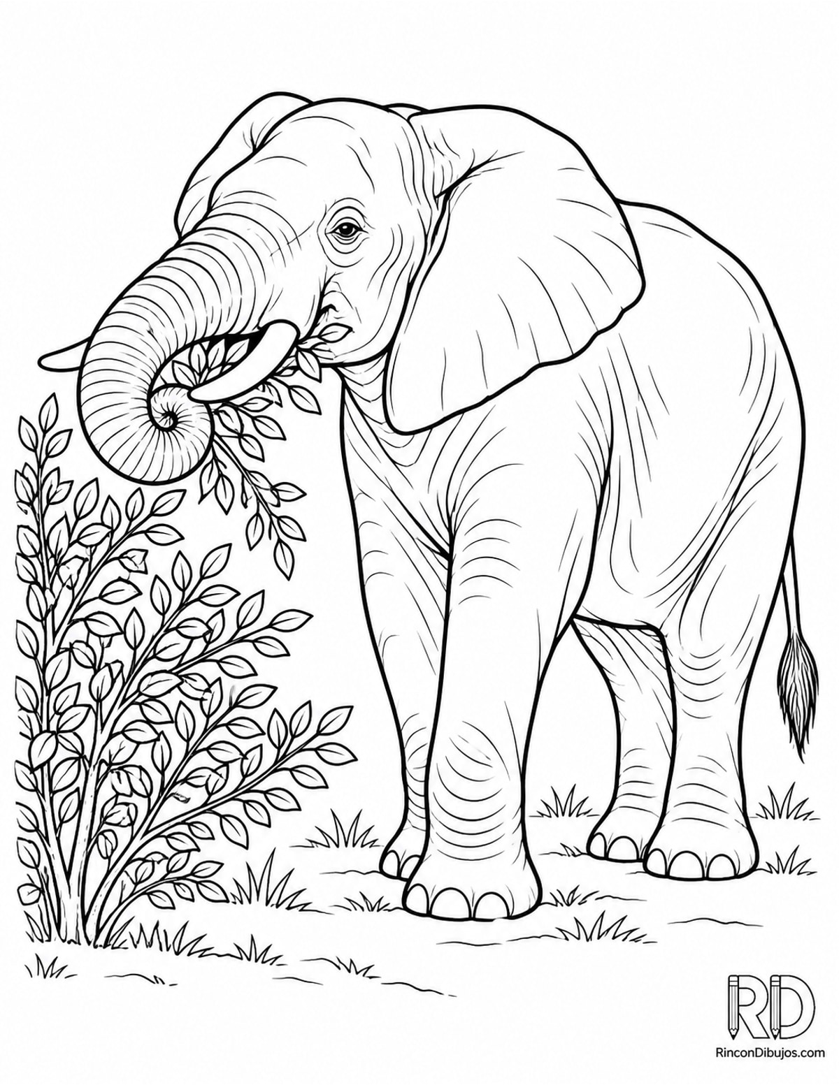 Dibujo de elefante comiendo ramas para colorear Dibujo de elefante comiendo ramas para colorear