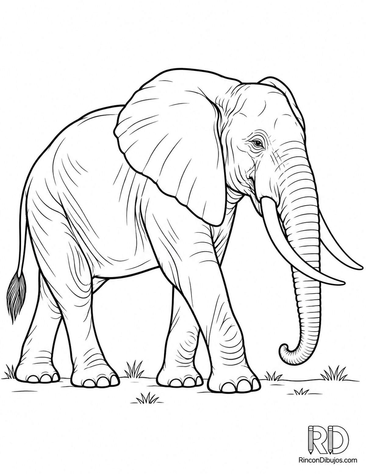 Dibujo de elefante con colmillos para colorear Dibujo de elefante con colmillos para colorear