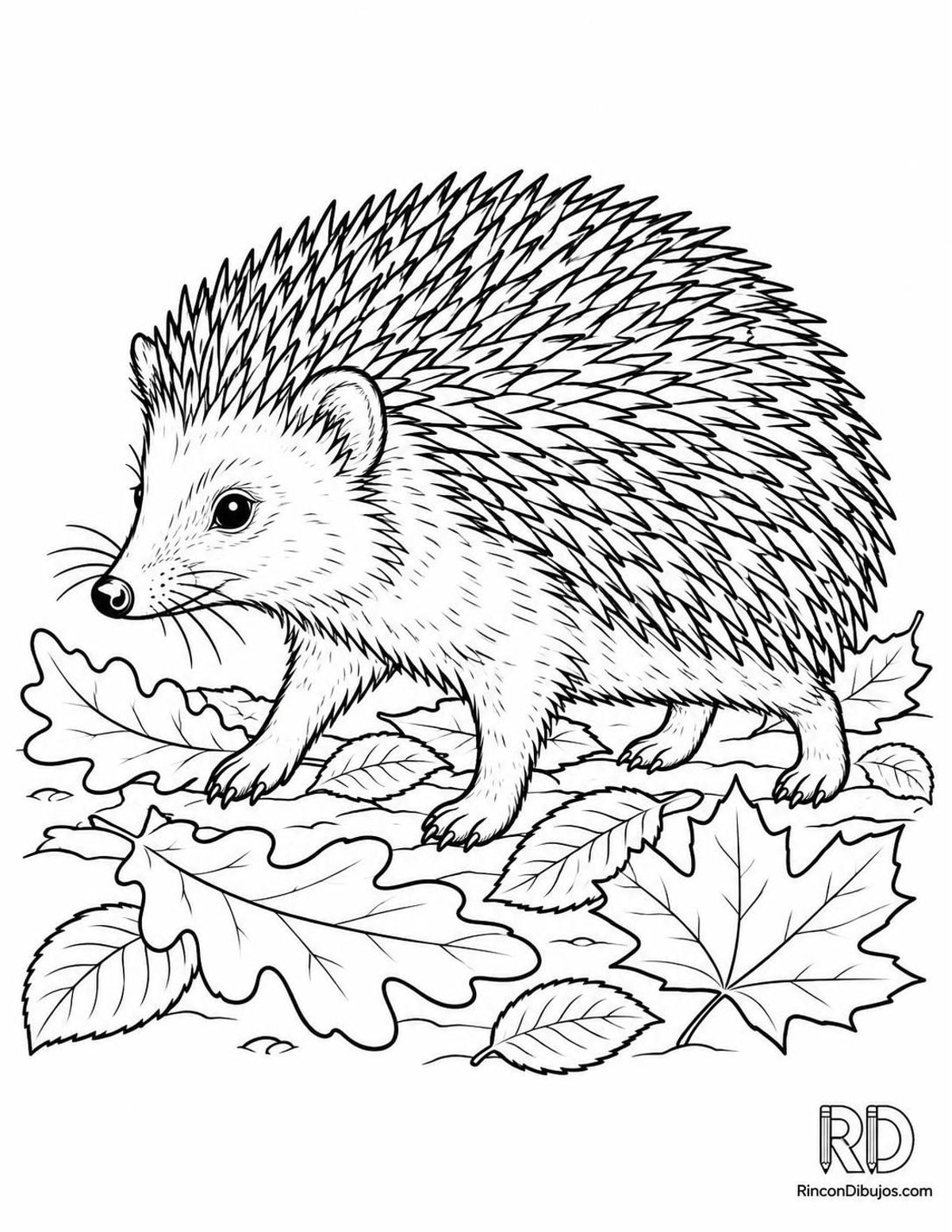 Dibujo de erizo caminando para colorear