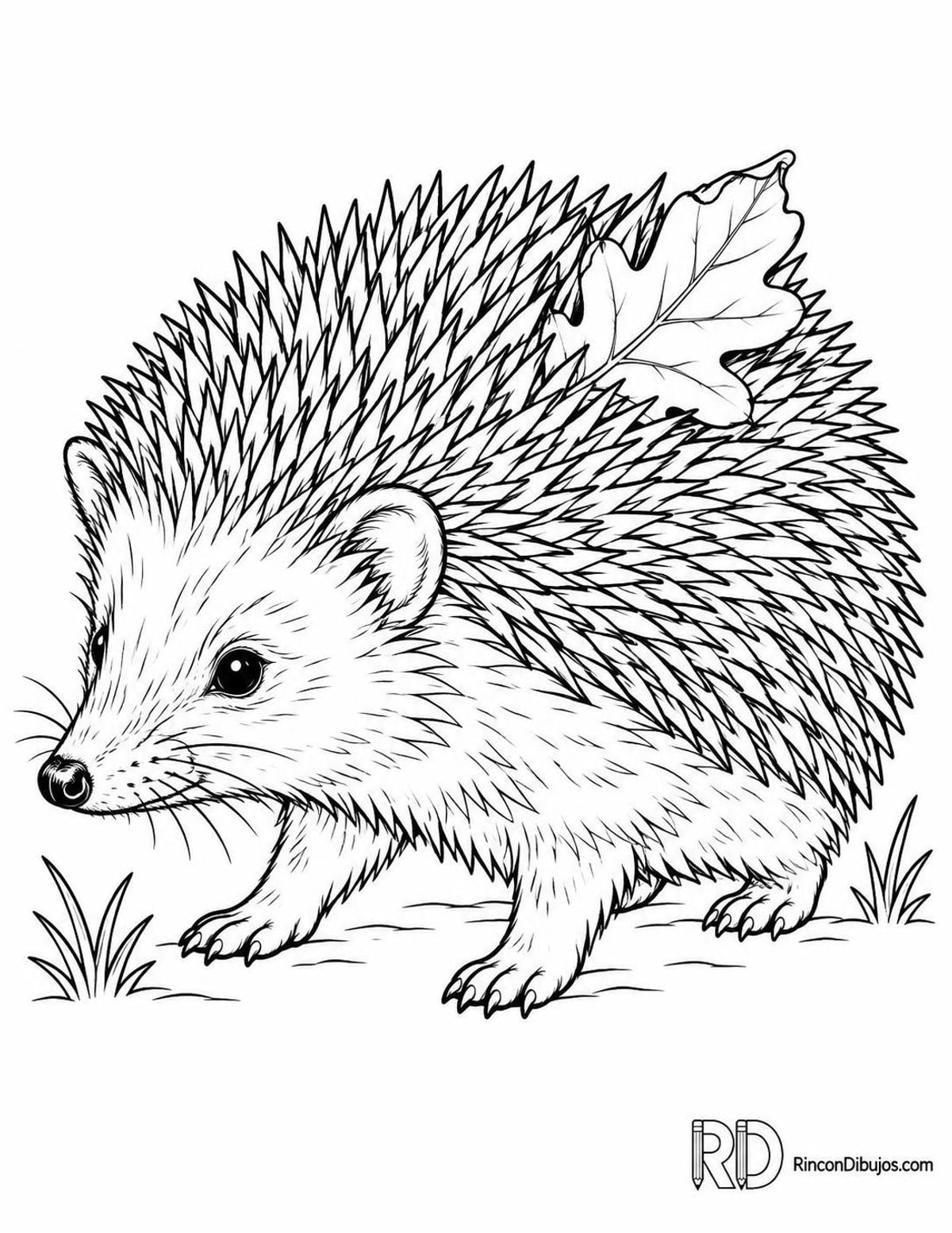 Dibujo de erizo para colorear