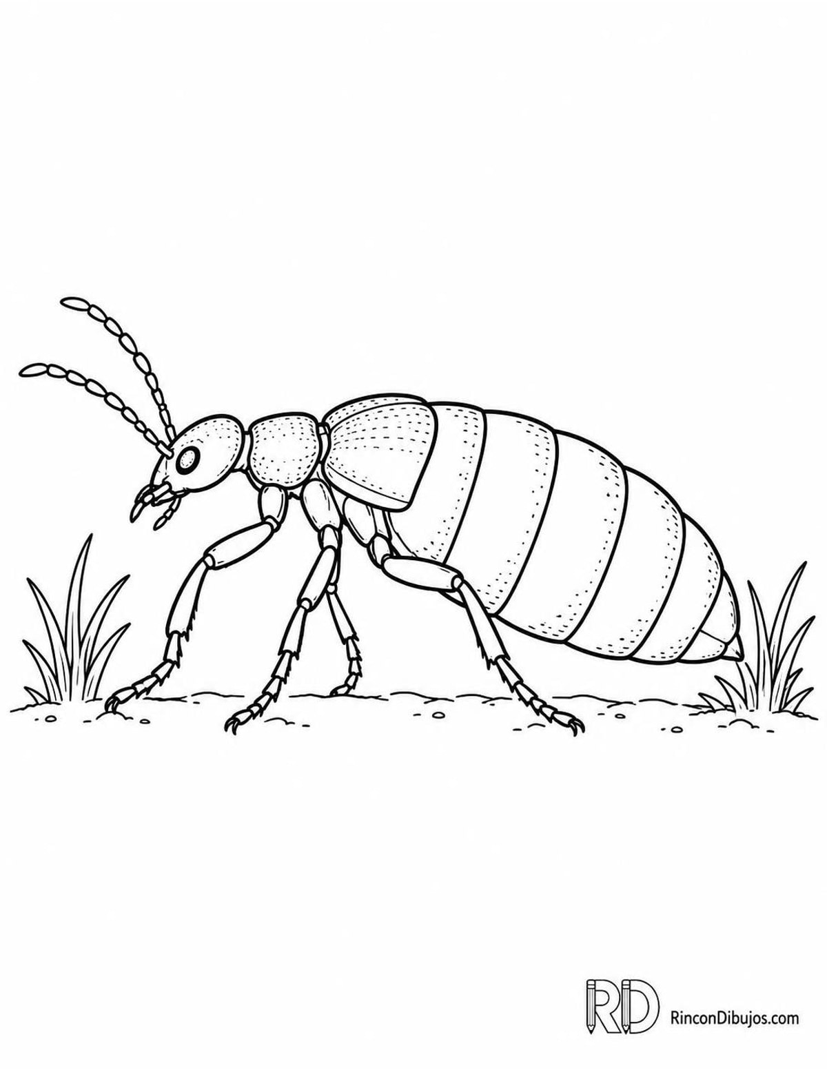 Dibujo de escarabajo aceitero para colorear