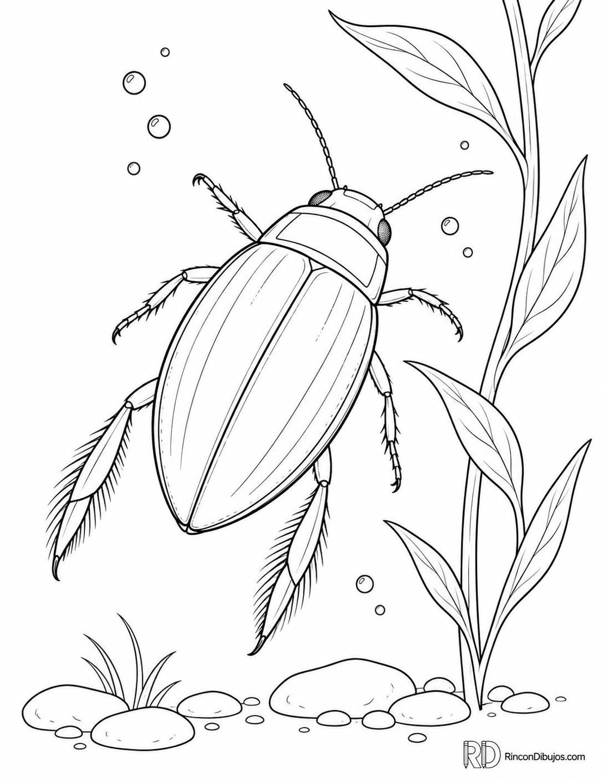 Dibujo de escarabajo buceador para colorear