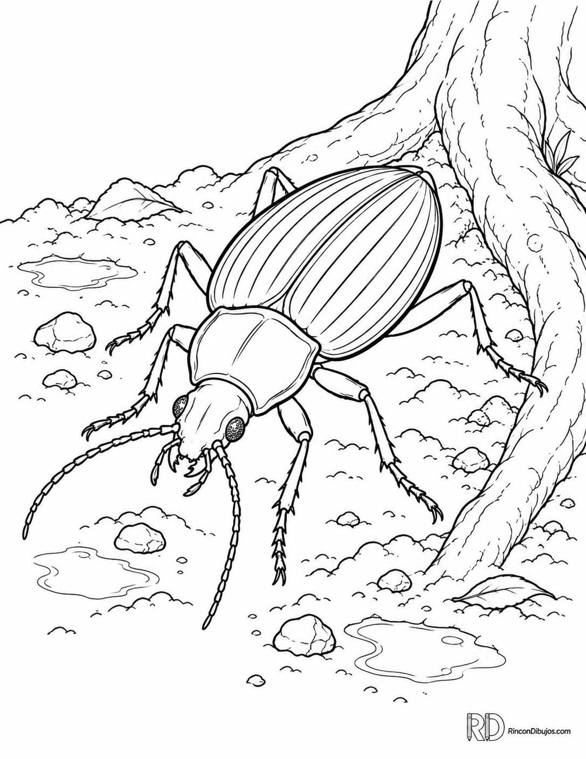 Dibujo de escarabajo carábido para colorear