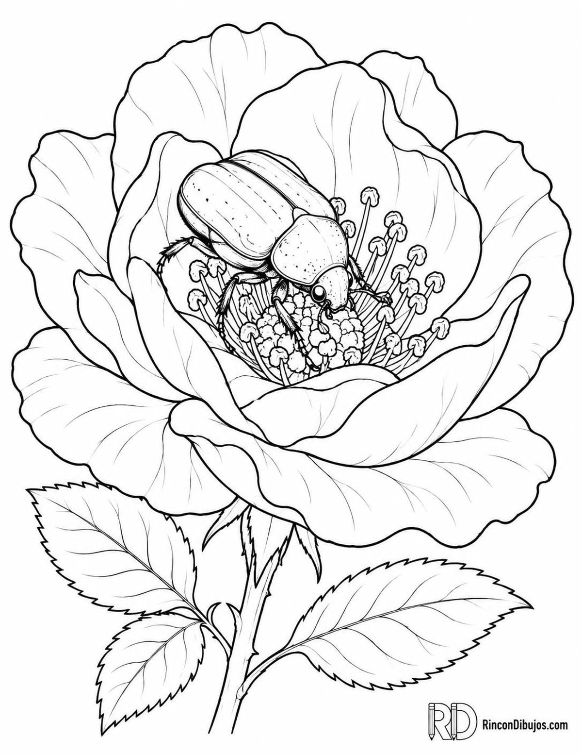 Dibujo de escarabajo cetonia para colorear