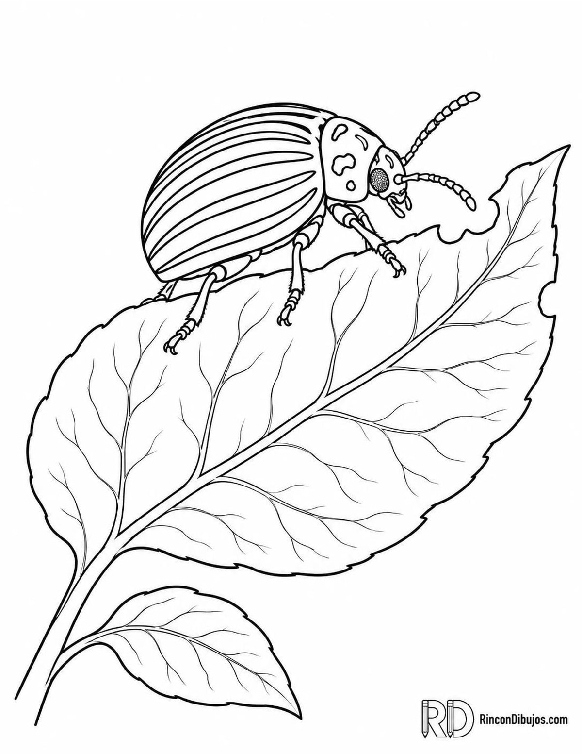 Dibujo de escarabajo de la patata para colorear