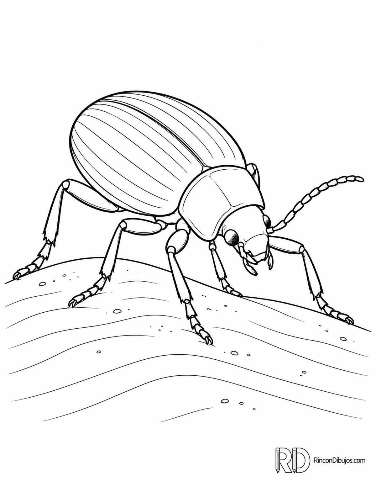 Dibujo de escarabajo del desierto para colorear