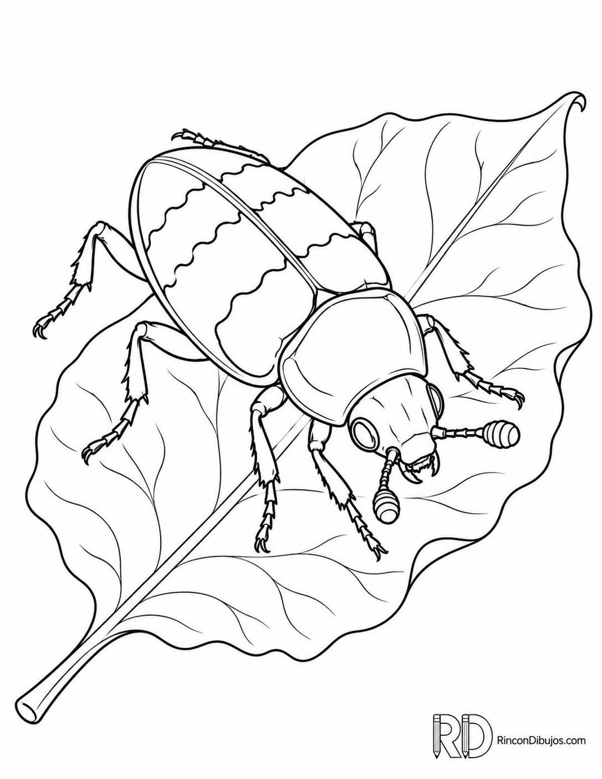 Dibujo de escarabajo enterrador para colorear