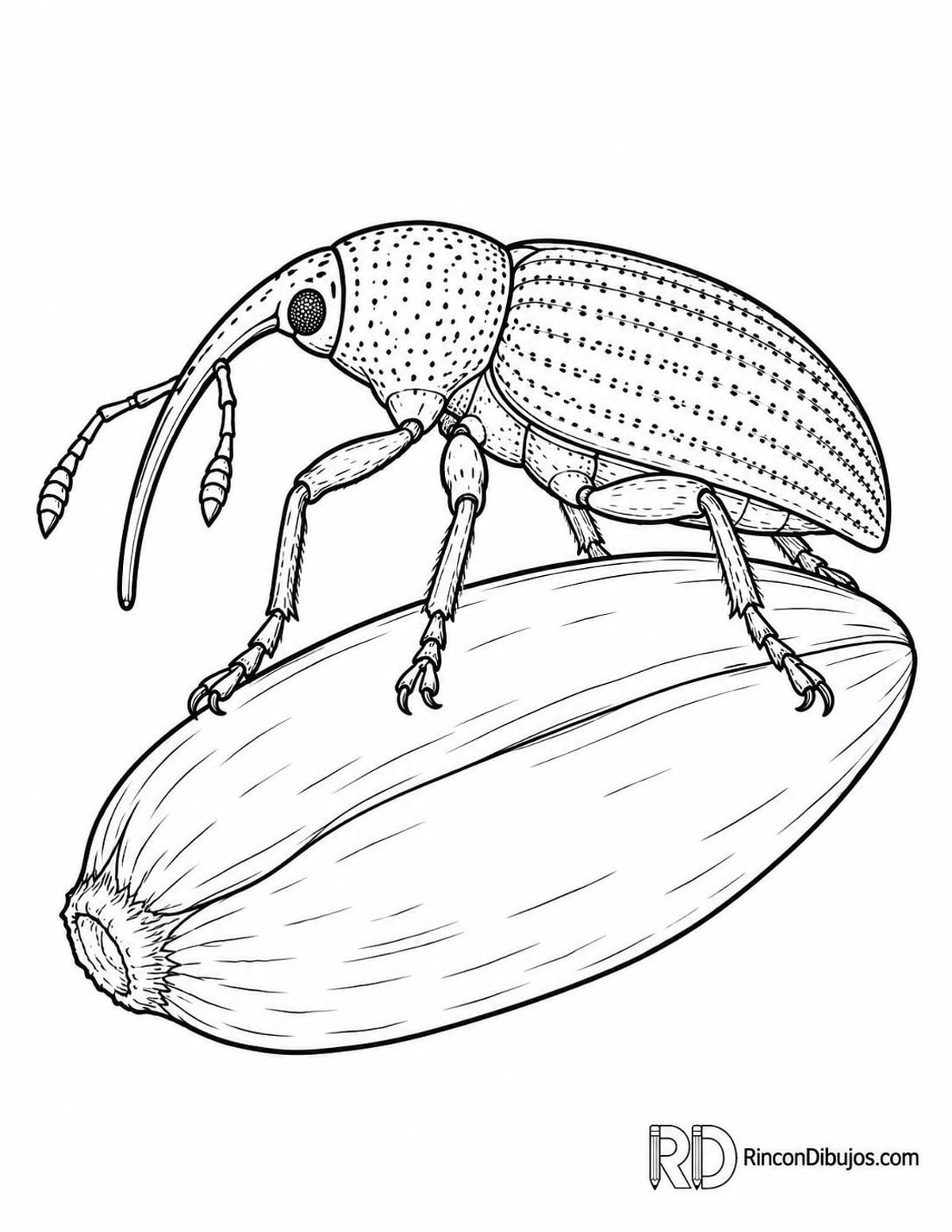 Dibujo de escarabajo gorgojo para colorear