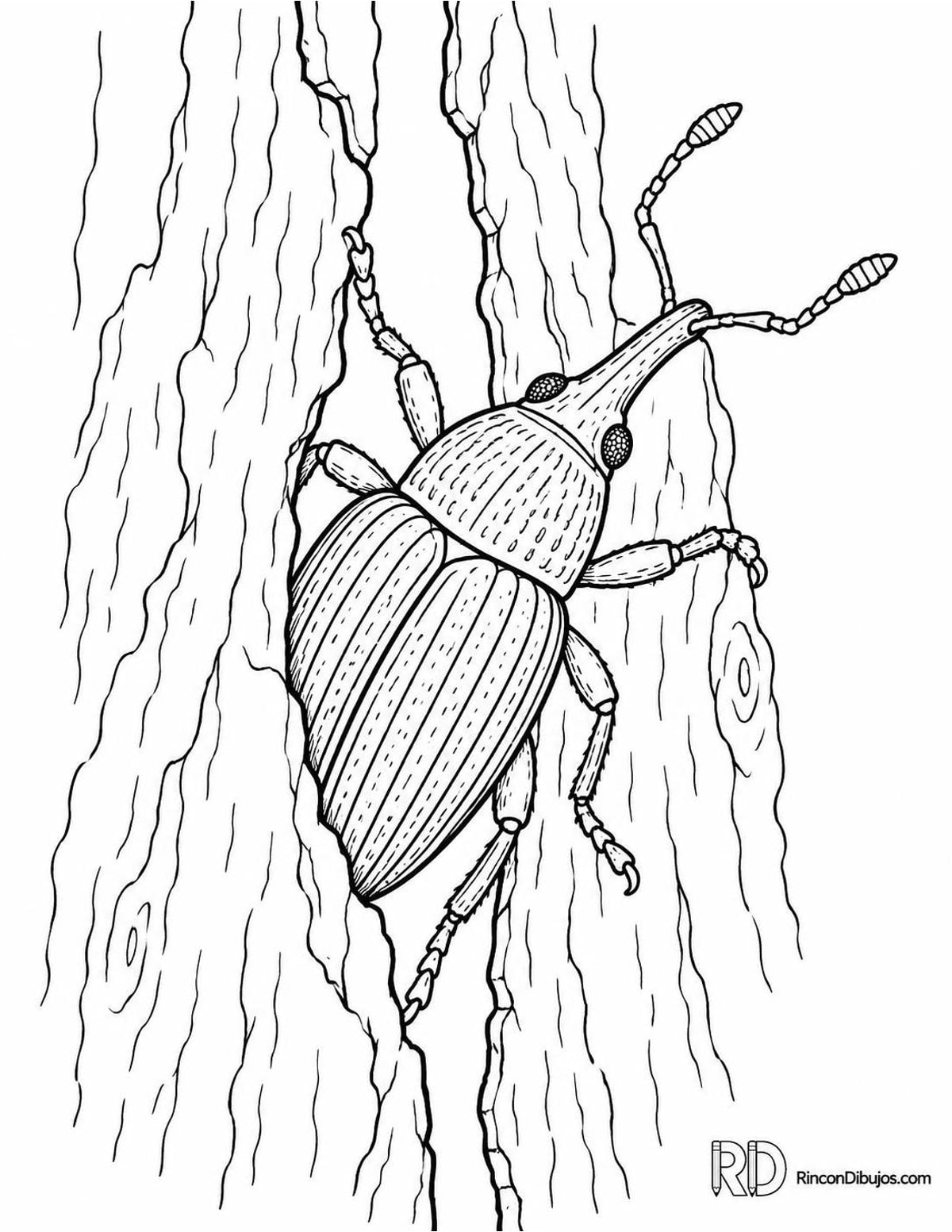 Dibujo de escarabajo rinquino para colorear