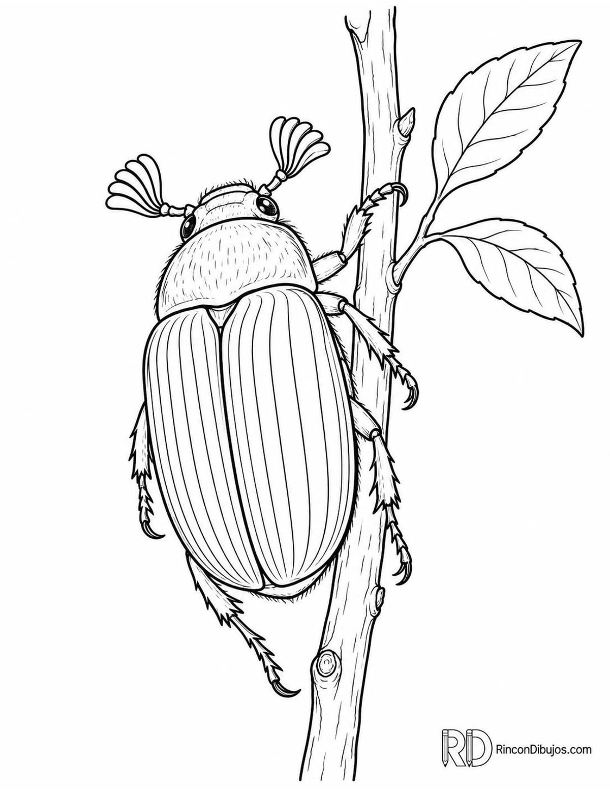 Dibujo de escarabajo sanjuanero para colorear