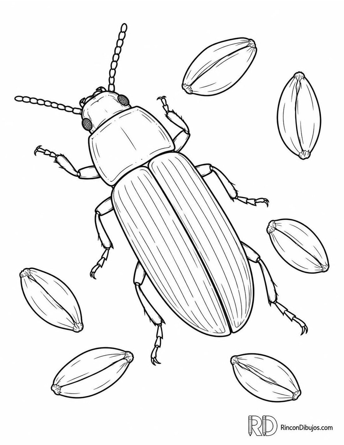 Dibujo de escarabajo tenebrio para colorear