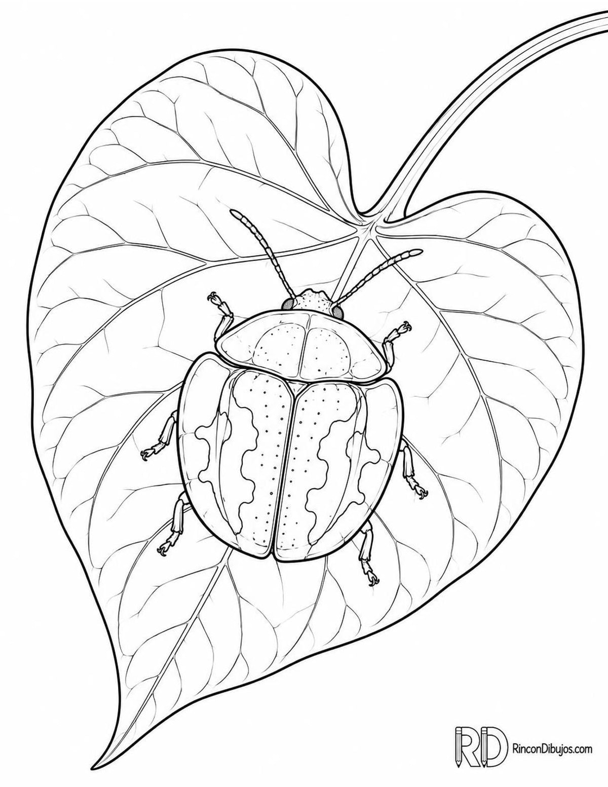Dibujo de escarabajo tortuga para colorear