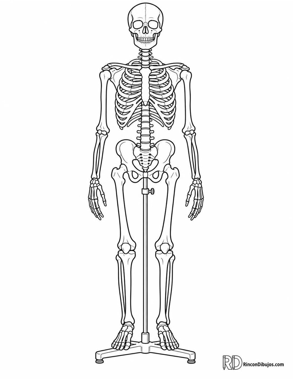 Dibujo de esqueleto humano para colorear