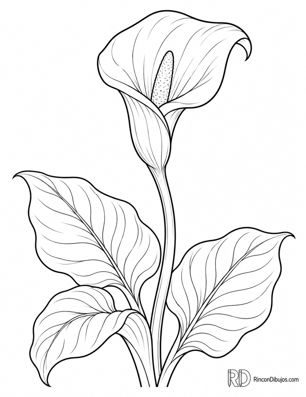 Dibujo de flor de cala para colorear Dibujo de flor de cala para colorear
