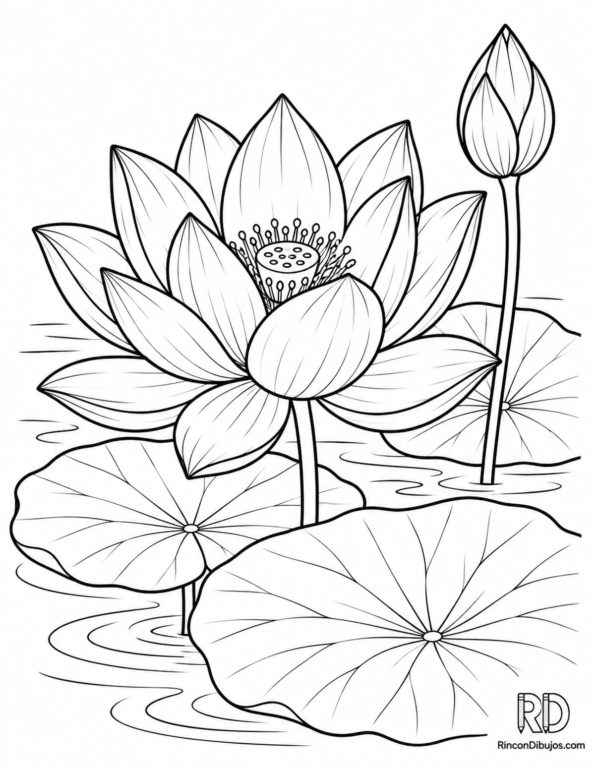 Dibujo de flor de loto para colorear Dibujo de flor de loto para colorear
