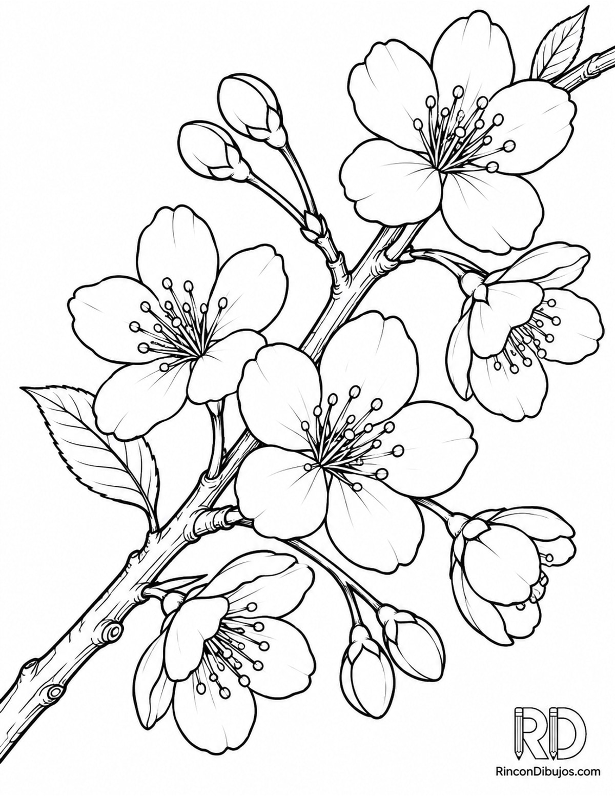 Dibujo de flores de cerezo para colorear Dibujo de flores de cerezo para colorear