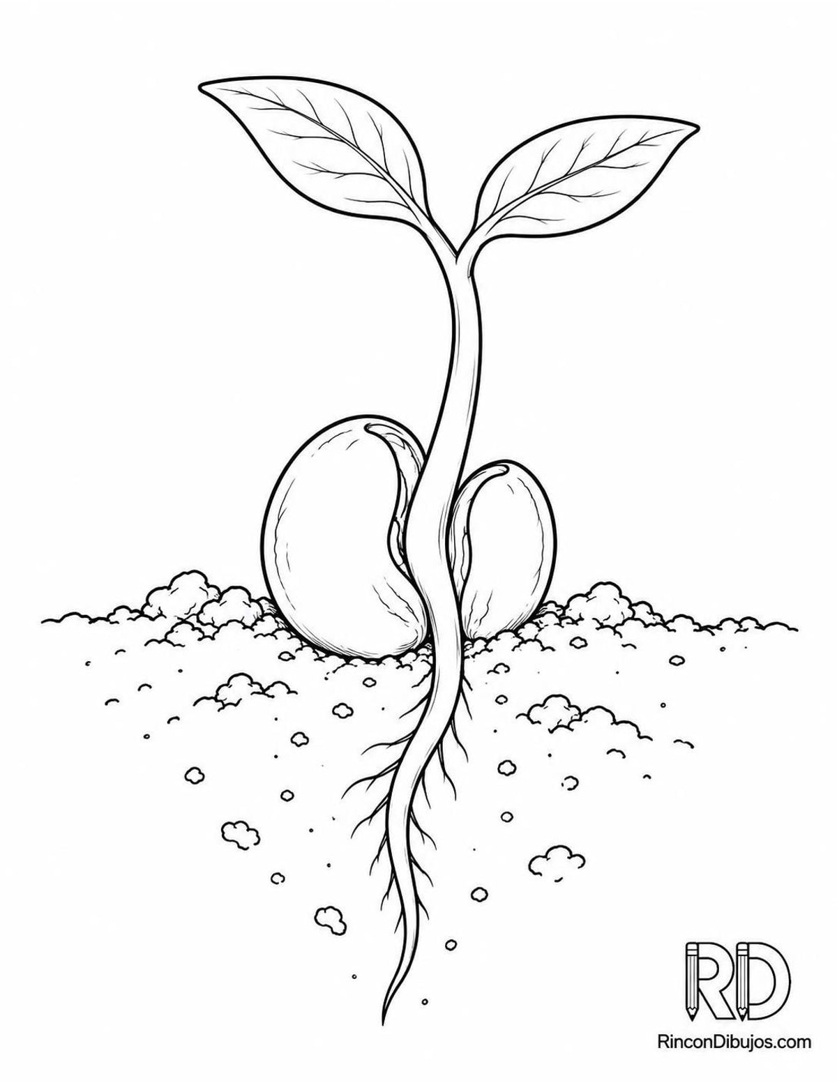 Dibujo de frijol germinando para colorear