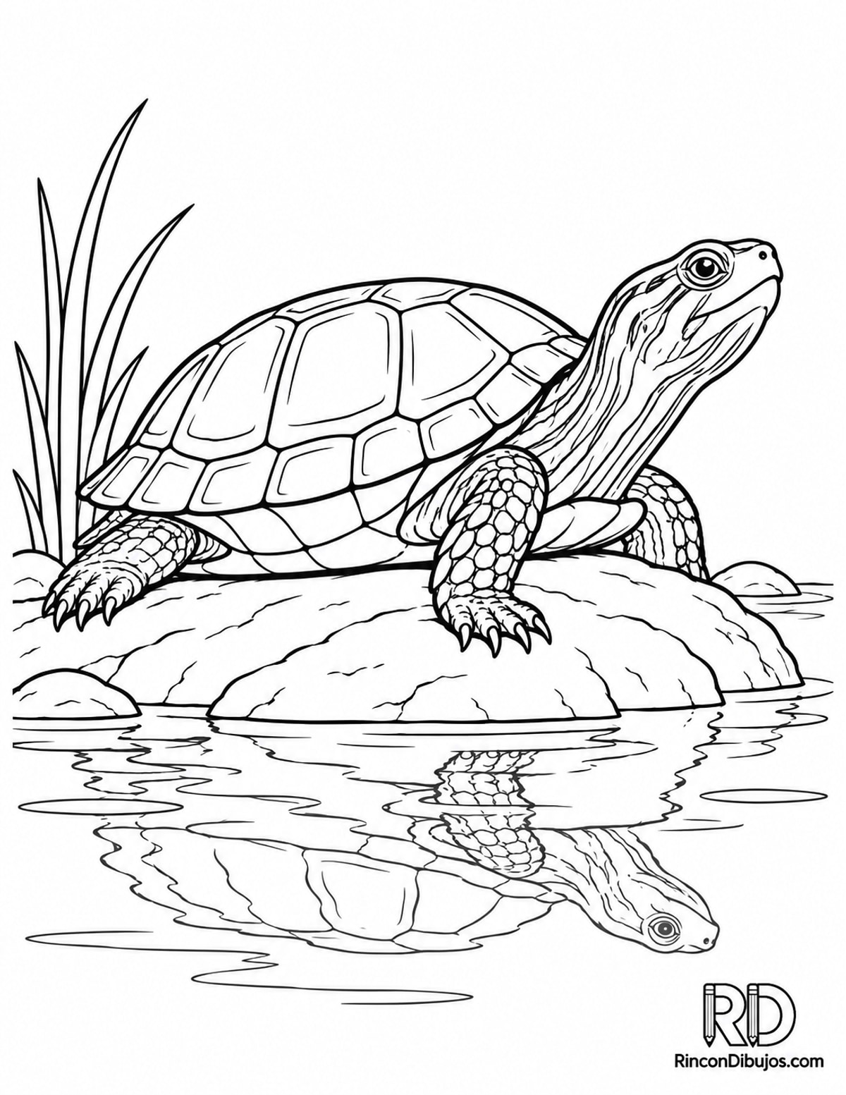 Dibujo de galápago para colorear
