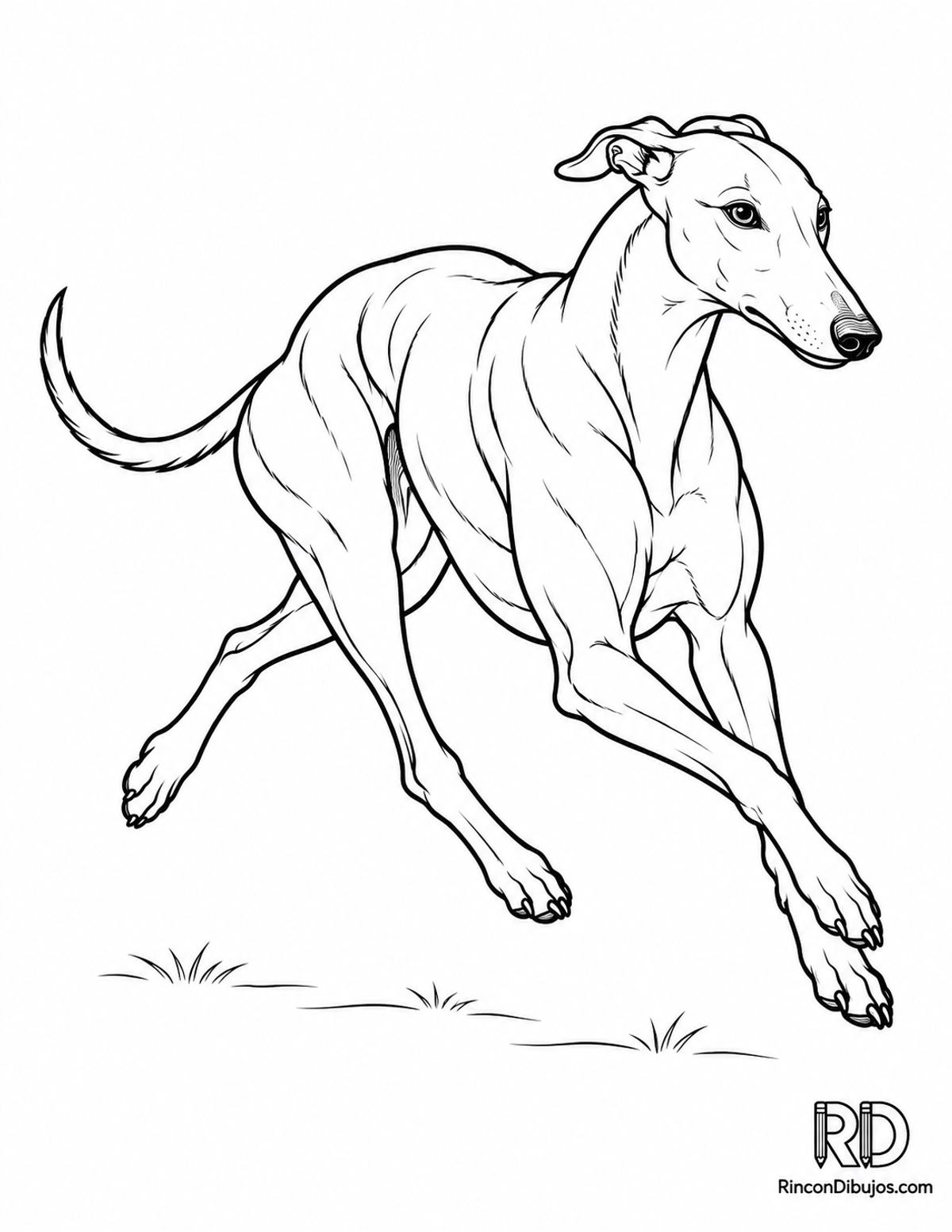 Dibujo de galgo corriendo para colorear Dibujo de galgo corriendo para colorear