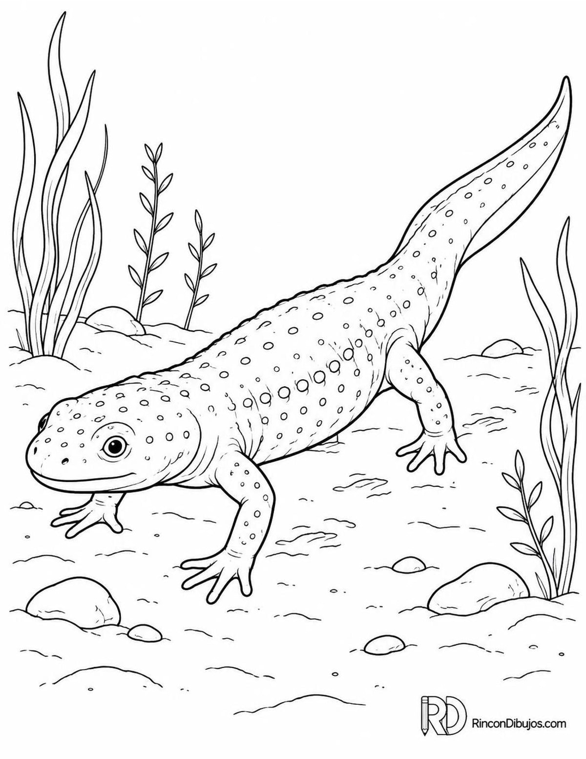 Dibujo de gallipato para colorear Dibujo de gallipato para colorear