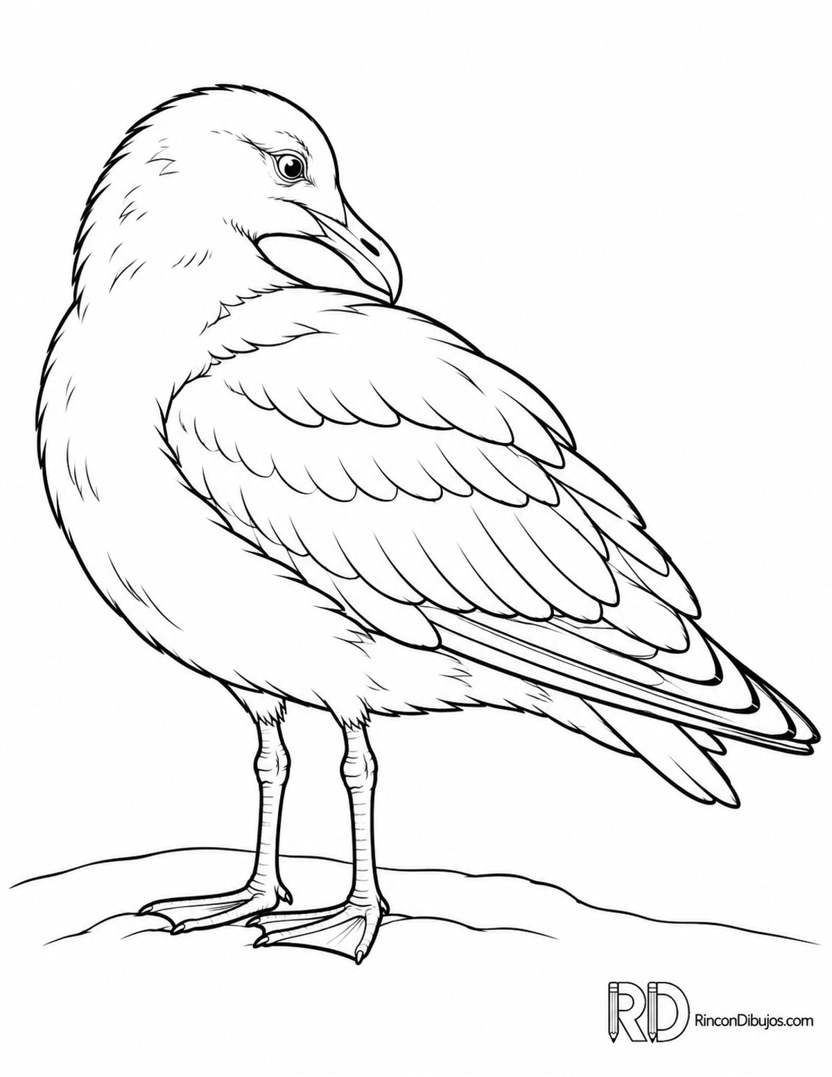 Dibujo de gaviota cabeza para colorear Dibujo de gaviota cabeza para colorear