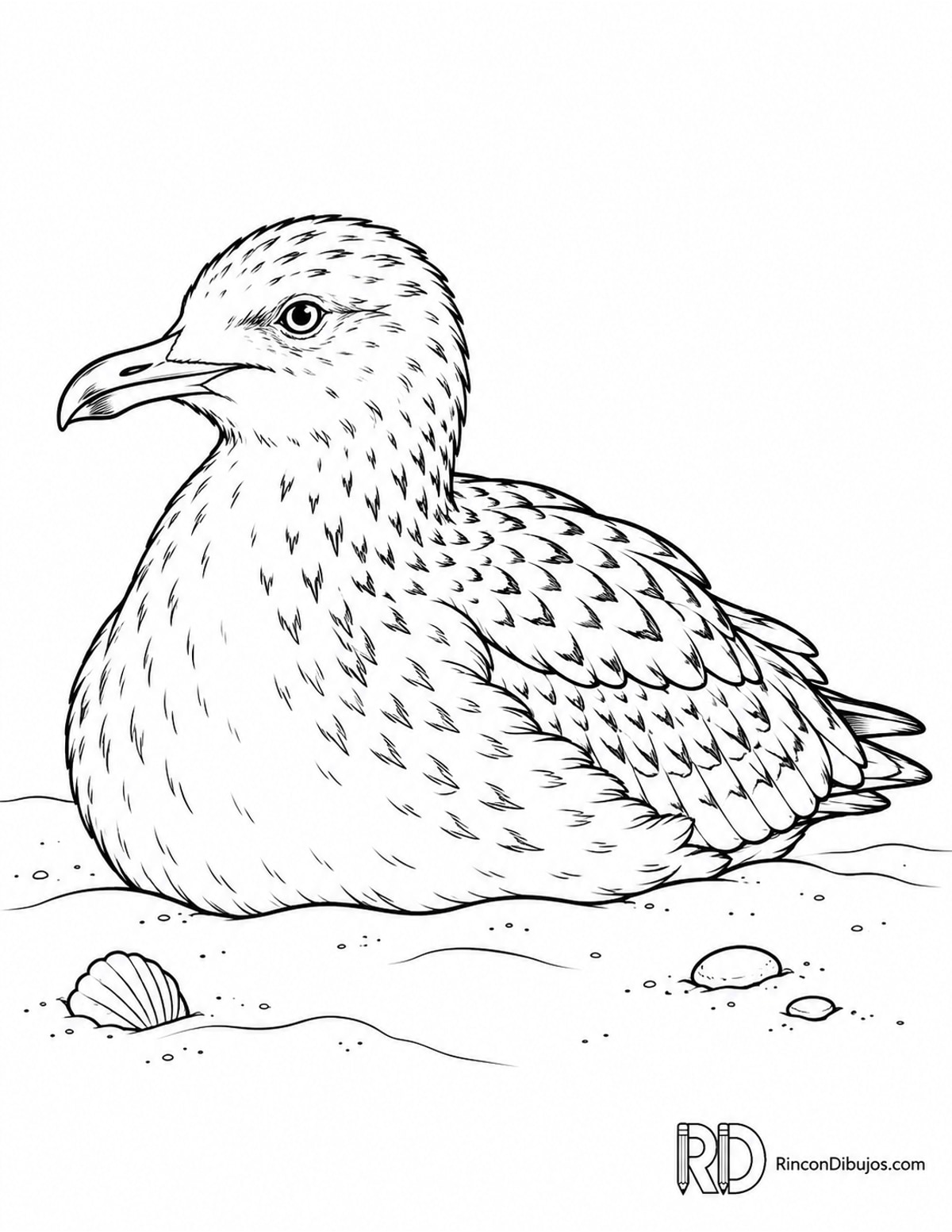 Dibujo de gaviota joven para colorear Dibujo de gaviota joven para colorear