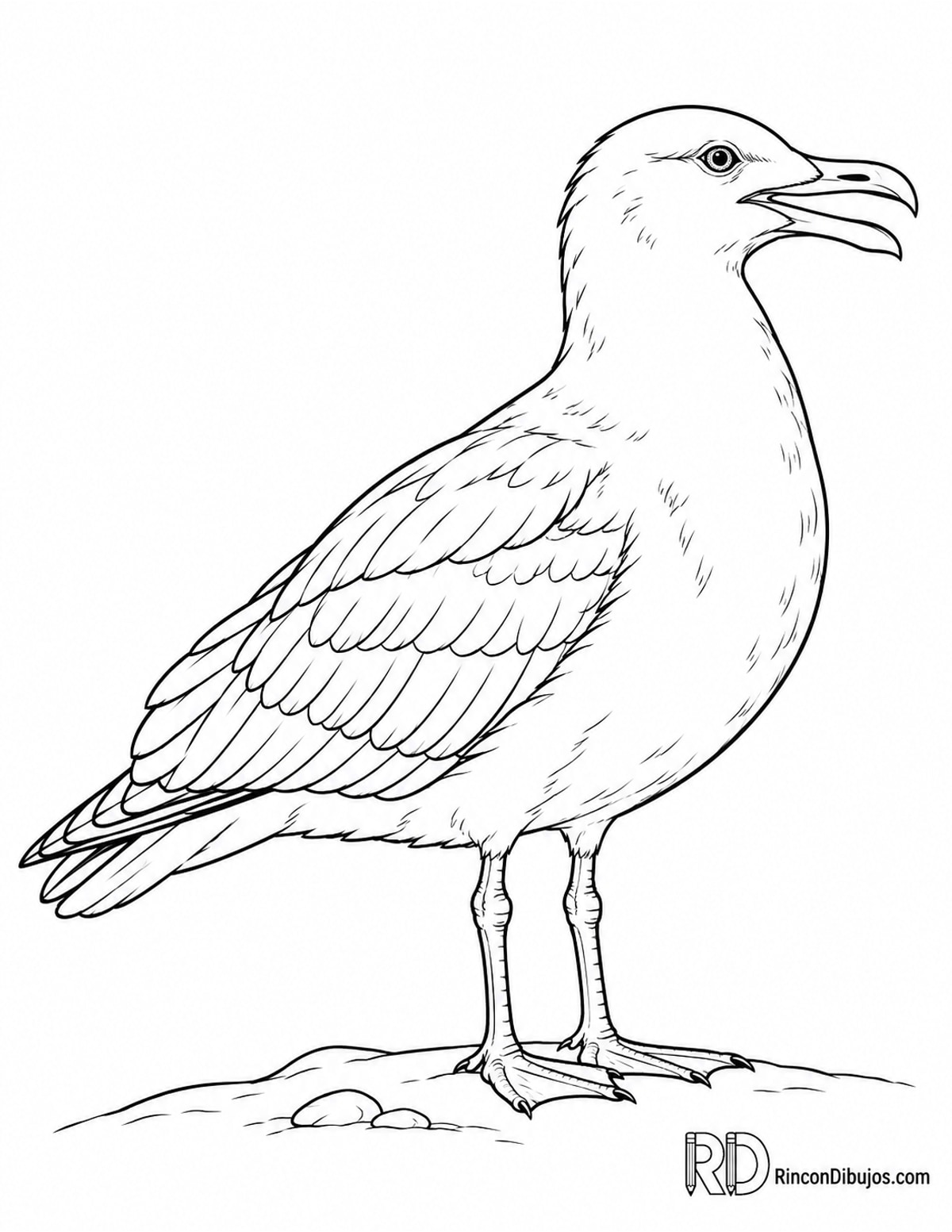 Dibujo de gaviota patiamarilla para colorear Dibujo de gaviota patiamarilla para colorear