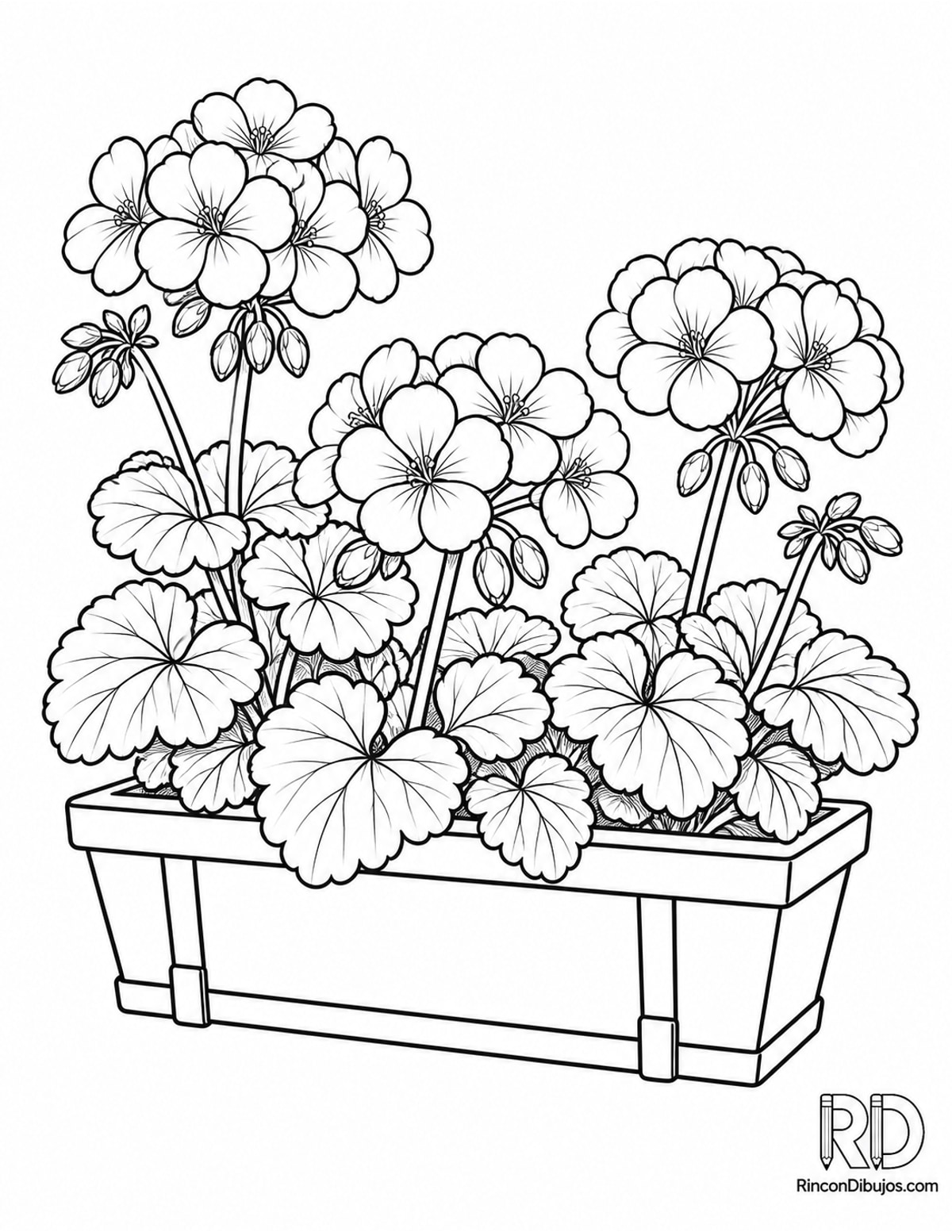 Dibujo de geranios para colorear Dibujo de geranios para colorear