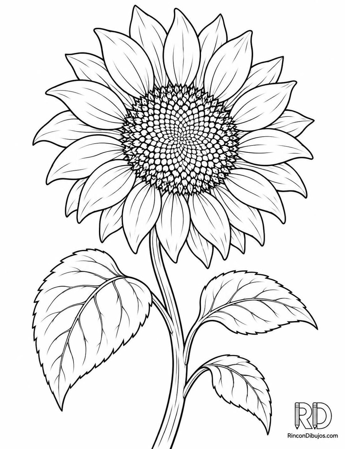 Dibujo de girasol para colorear Dibujo de girasol para colorear