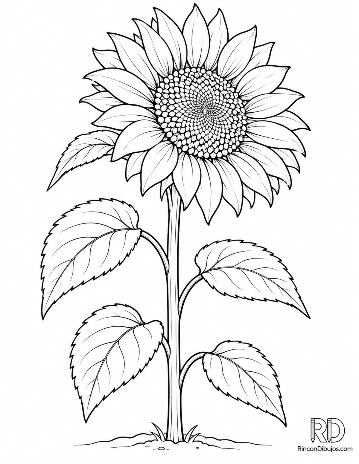 Dibujo de girasol para colorear Dibujo de girasol para colorear