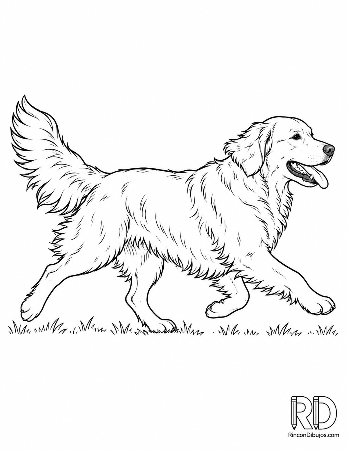 Dibujo de golden retriever para colorear Dibujo de golden retriever para colorear