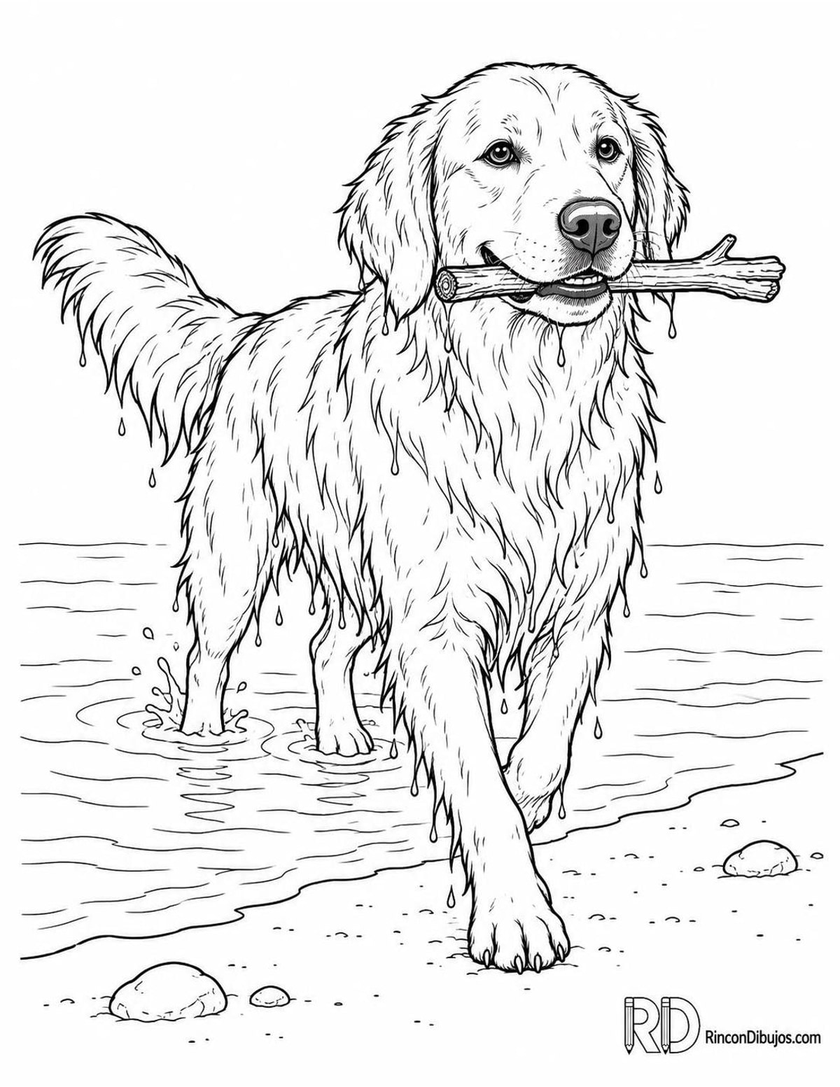 Dibujo de golden retriever para colorear