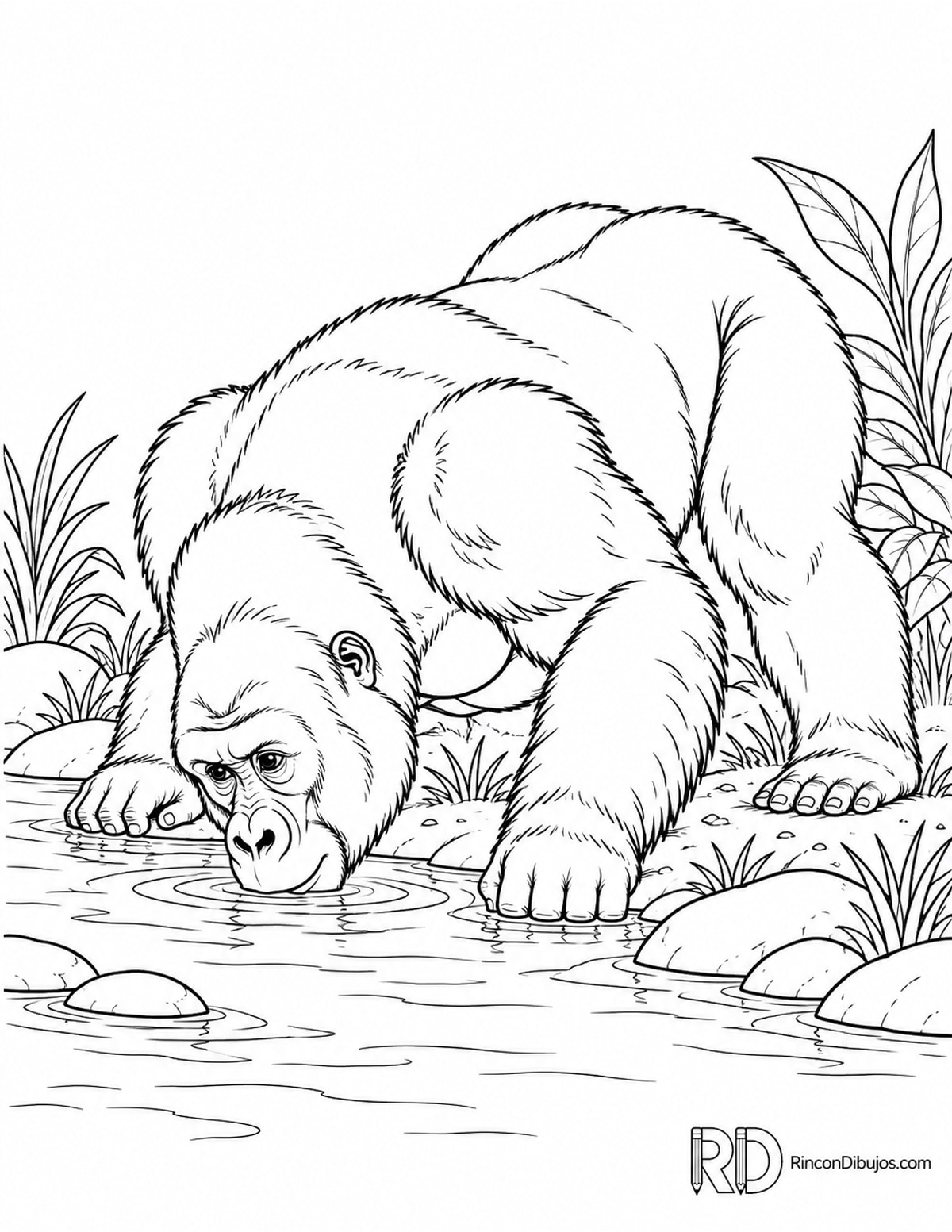 Dibujo de gorila adulto bebiendo para colorear Dibujo de gorila adulto bebiendo para colorear