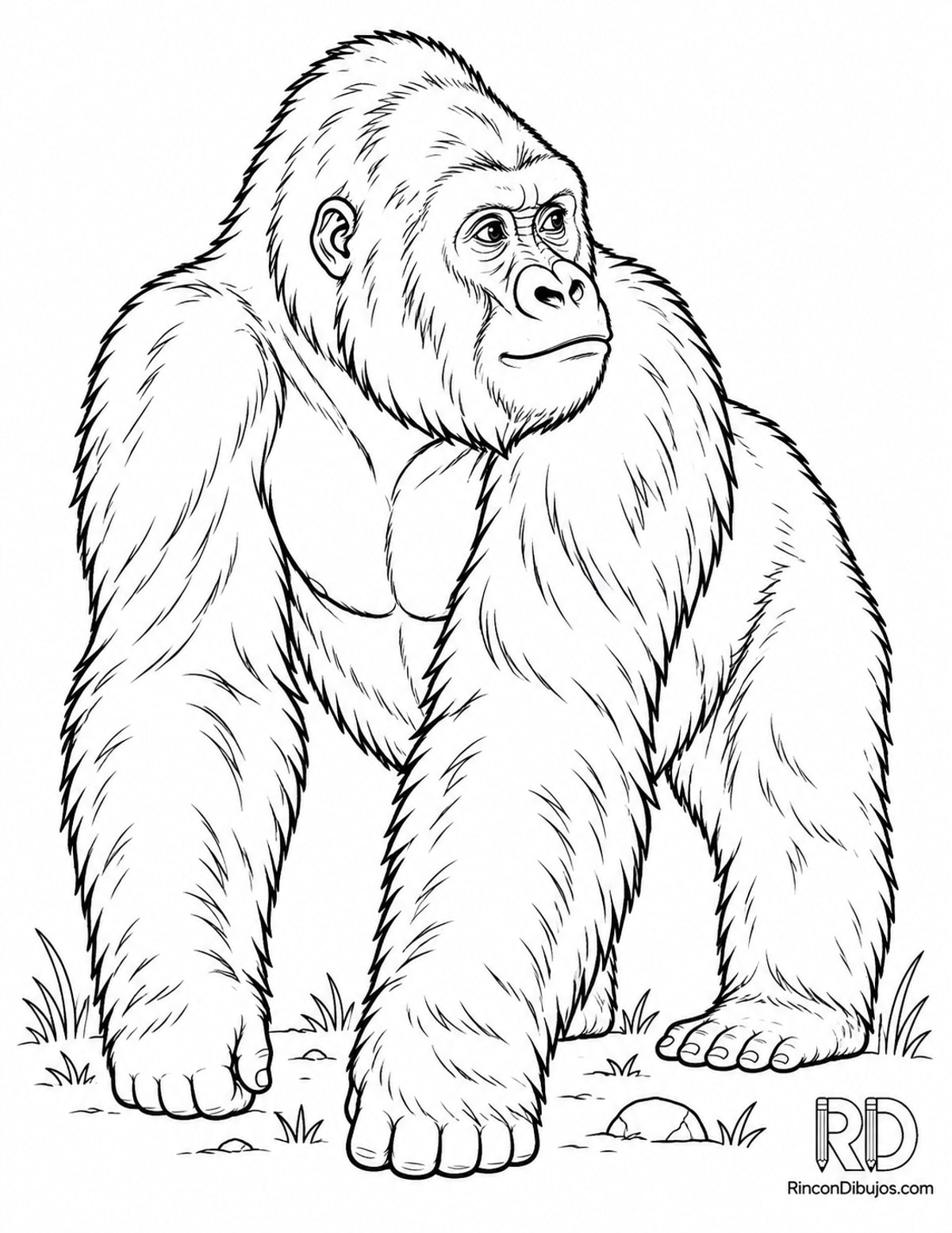 Dibujo de gorila de montaña para colorear para colorear Dibujo de gorila de montaña para colorear para colorear